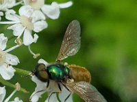 Chloromyia formosa 13, Gewone prachtwapenvlieg, Saxifraga-Ben Delbaere