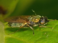 Chloromyia formosa 7, Gewone prachtwapenvlieg, Saxifraga-Ab H Baas