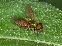 Chloromyia formosa 8, Gewone prachtwapenvlieg, Saxifraga-Ab H Baas