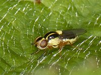 Chloropidae sp