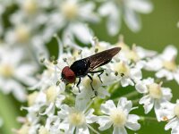 Chrysogaster solstitialis
