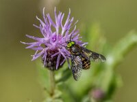 Chrysops relictus 7, Gewone goudoogdaas, Saxifraga-Bart Heijne : 2024, Chrysops relictus, Diptera, Gewone goudoogdaas, KNNV, Marknesse, Voorsterbos, Waterloopbos, excursie, insect, juli, vliegen, zomer