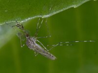 Culicidae sp
