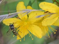 Dasysyrphus albostriatus