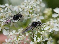 Dilophus febrilis