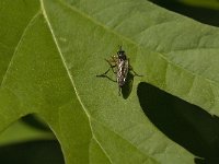 Dioctria rufipes 4, Knobbelbladjager, Saxifraga-Jan van der Straaten