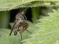 Empididae sp