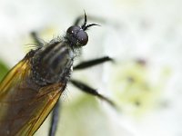 Empis tessellata 8, Grote dansvlieg, Saxifraga-Tom Heijnen