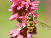 Episyrphus balteatus 32, Snorzweefvlieg, Saxifraga-Tom Heijnen