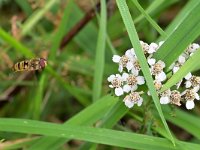 Episyrphus balteatus 35, Snorzweefvlieg, Saxifraga-Tom Heijnen