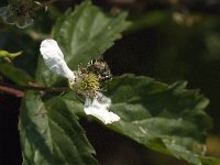 Eristalis arbustorum 12, Kleine bijvlieg, Saxifraga-Jan van der Straaten