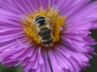 Eristalis arbustorum 15, Kleine bijvlieg, Saxifraga-Tom Heijnen