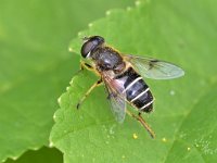 Eristalis horticola 5, Bosbijvlieg, Saxifraga-Tom Heijnen