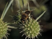 Eristalis horticola 1, Bosbijvlieg, Saxifraga-Frits Bink