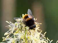 Eristalis intricaria 10, Hommelbijvlieg, Saifraga-Bart Vastenhouw