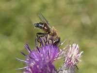 Eristalis tenax 39, Blinde bij, Saxifraga-Willem van Kruijsbergen