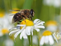 Eristalis tenax 40, Blinde bij, Saxifraga-Hans Dekker