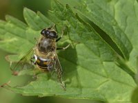 Eristalis tenax 46, Blinde bij, Saxifraga-Tom Heijnen