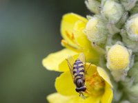 Eupeodes corollae 10, Terrasjeskommazweefvlieg, Saxifraga-Roel Meijer