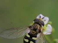 Eupeodes corollae 6, Terrasjeskommazweefvlieg, Saxifraga-Rutger Barendse