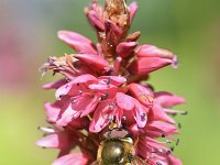 Eupeodes luniger 6, Grote kommazweefvlieg, Saxifraga-Tom Heijnen