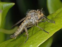 Eutolmus rufibarbis #02639 : Eutolmus rufibarbis, Robber fly, Geelbaardroofvlieg
