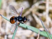Gymnosoma nitens