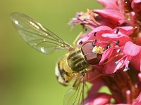 Helophilus hybridus 5, Moeraspendelvlieg, Saxifraga-Tom Heijnen