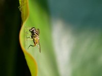 Helophilus pendulus 32, Gewone pendelvlieg, Saxifraga-Tom Heijnen