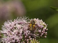 Helophilus pendulus 34, Gewone pendelvlieg, Saxifraga-Jan van der Straaten