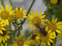 Helophilus pendulus 39, Gewone pendelvlieg, Saxifraga-Jan van der Straaten