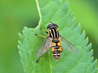 Helophilus pendulus 45, Gewone pendelvlieg, Saxifraga-Tom Heijnen