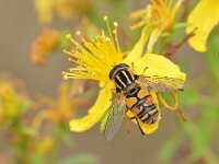 Helophilus pendulus 48, Gewone pendelvlieg, Saxifraga-Tom Heijnen