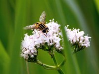 Helophilus trivittatus 22, Citroenpendelvlieg, Saxifraga-Bart Vastenhouw