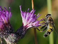 Helophilus trivittatus 25, Citroenpendelvlieg, Saxifraga-Hans Dekker