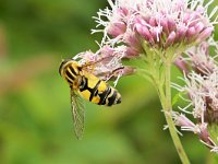 Helophilus trivittatus 28, Citroenpendelvlieg, Saxifraga-Tom Heijnen