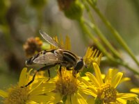 Helophilus trivittatus 34, Citroenpendelvlieg, Saxifraga-Jan van der Straaten