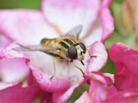 Helophilus trivittatus 38, Citroenpendelvlieg, Saxifraga-Tom Heijnen