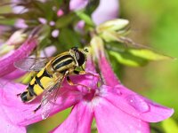 Helophilus trivittatus 40, Citroenpendelvlieg, Saxifraga-Tom Heijnen