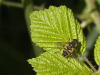 Myathropa florea 25, Doodskopzweefvlieg, Saxifraga-Jan van der Straaten