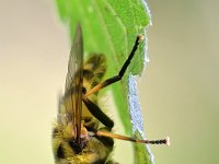 Myathropa florea 26, Doodskopzweefvlieg, Saxifraga-Tom Heijnen