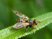 Myopa buccata