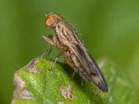 Opomyza germinationis #07757 : Opomyza germinationis, an opomyzid fly