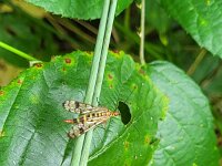 Panorpa cognata