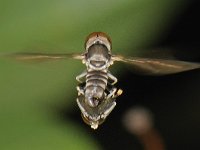 Pipunculidae