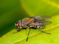 Pollenia sp