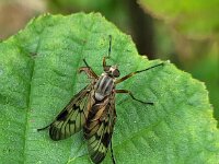 Rhagio scolopaceus 11, Gewone snipvlieg, Saxifraga-Ben Delbaere