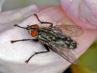 Sarcophaga sp