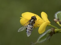 Scaeva selenitica 7, Gele halvemaanzweefvlieg, Saxifraga-Willem van Kruijsbergen