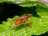 Scathophaga sp